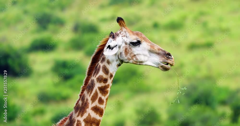 giraffe in the savannah, park kruger south africa giraffe in the savannah, park kruger south africa