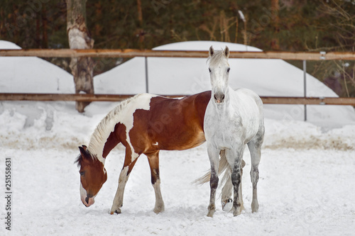 Domestic horses of different colors walking in the snow paddock in winter