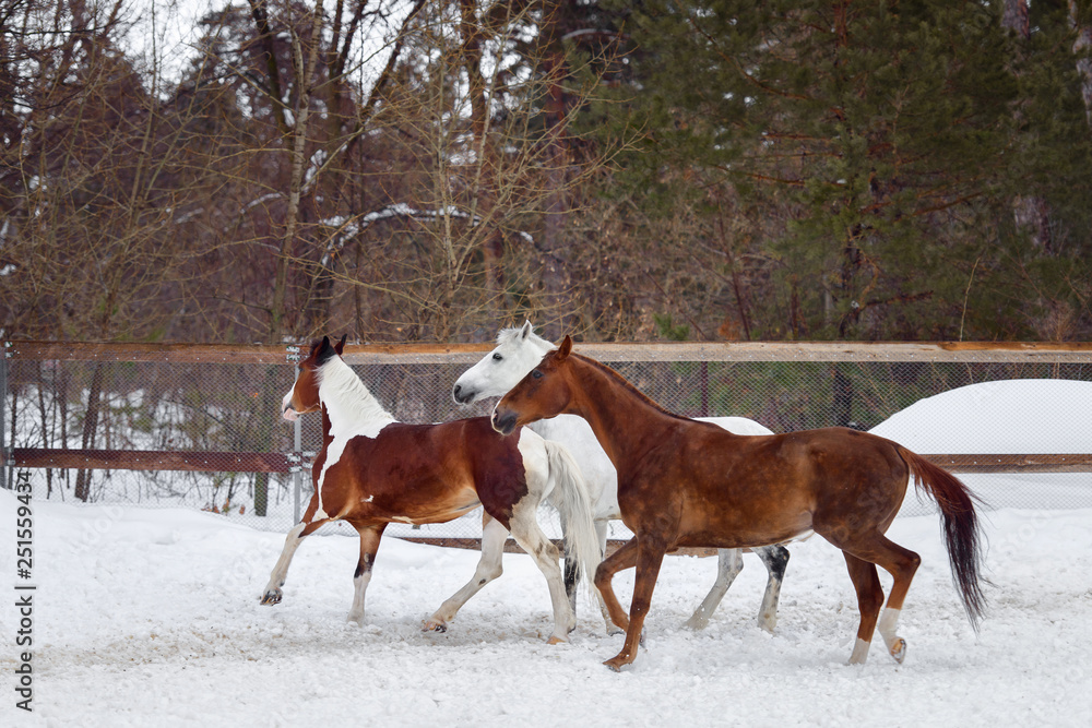 Fototapeta premium Domestic horses of different colors running in the snow paddock in winter