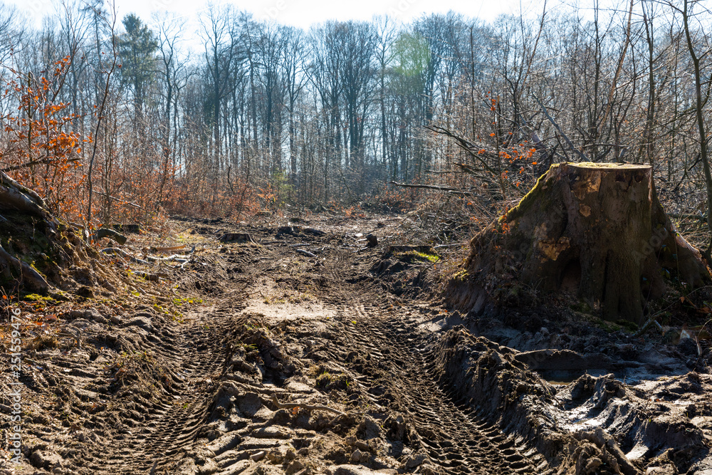 Baumfällarbeiten im Forst, Deutschland Baumfällarbeiten im Forst, Deutschland