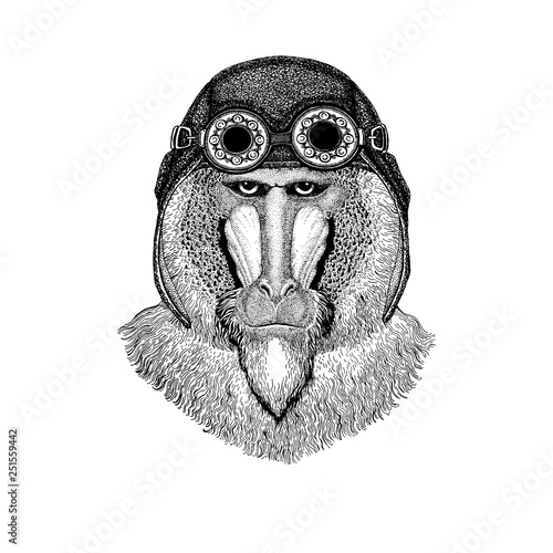 Cute animal wearing motorcycle, aviator helmet Monkey, baboon, dog-ape, ape Hand drawn image for tattoo, emblem, badge logo patch
