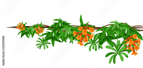 Twisted wild lianas branches background. Jungle vines plants.