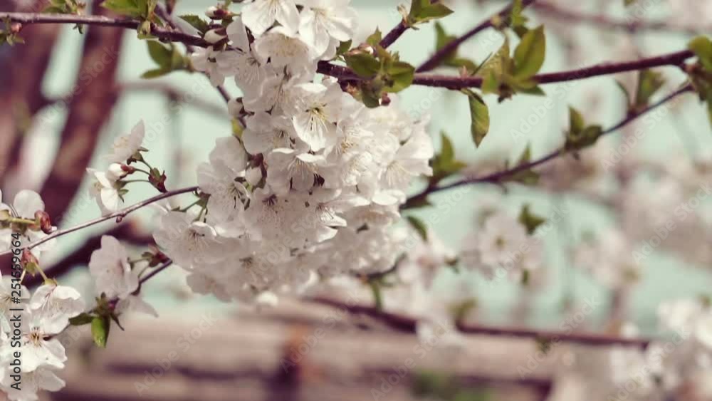 Blooming flowers of a fruit tree in the garden. Blooming cherry tree. Blooming flowers of a fruit tree in the garden. Blooming cherry tree.