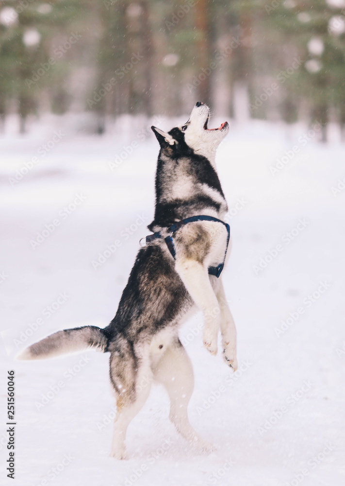 Siberian husky in the snowy forest in a jump Siberian husky in the snowy forest in a jump