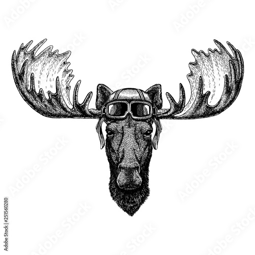 Animal wearing aviator helmet with glasses. Vector picture. Moose, elk Hand drawn illustration for tattoo, emblem, badge, logo, patch, t-shirt