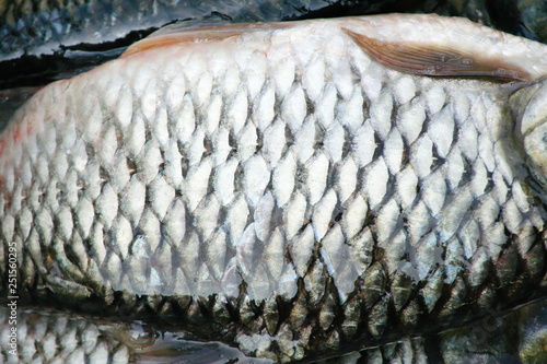 Too view fresh raw siamese mud carp or white fish skin  , nature fresh water patterns texture photo