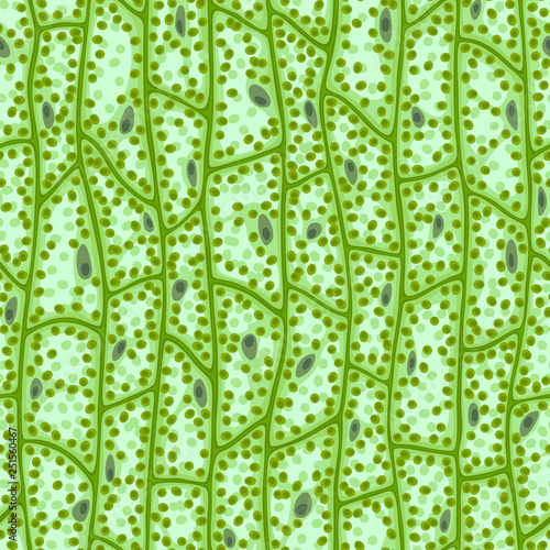 Seamless vector texture of green plant cells under the microscope
