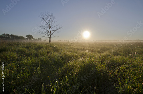 Foggy  natural gold sunrise on meadow