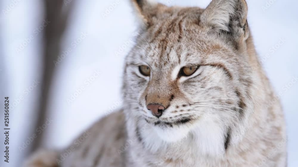 The Arctic Lynx of Scandinavia The Arctic Lynx of Scandinavia