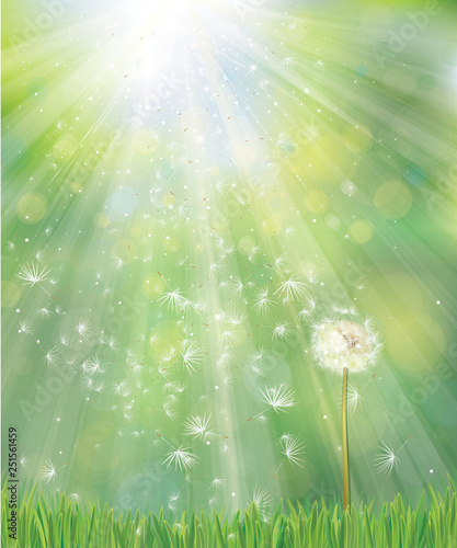 Vector of spring background with white dandelion.