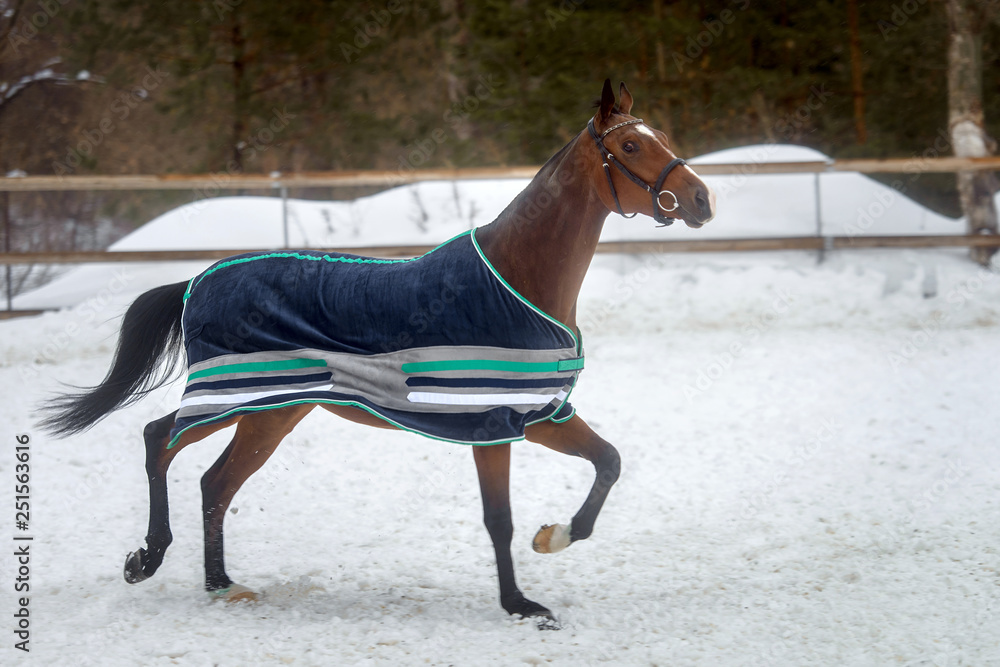 Domestic bay horse walking in the snow paddock in winter. The horse in the blanket Domestic bay horse walking in the snow paddock in winter. The horse in the blanket