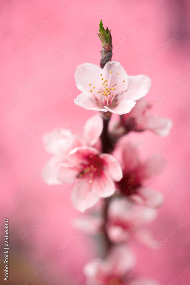 Fototapeta premium 花桃