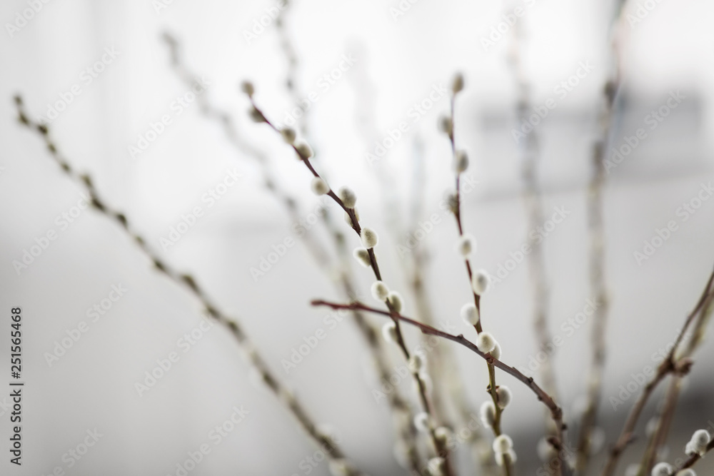 flora, plants and easter concept - close up of pussy willow branches indoors flora, plants and easter concept - close up of pussy willow branches indoors
