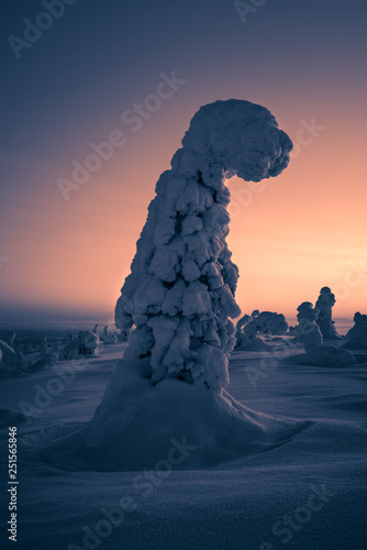 Portrait of a snow packed tree on Riisitunturi fell at sunrise in Riisitunturi National Park, Posio, Finland photo