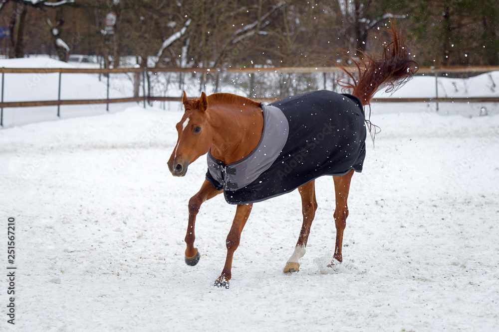 Domestic red horse walking in the snow paddock in winter. The horse in the blanket