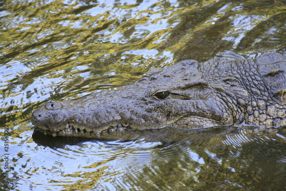Close portrait of Nile crocodile, Crocodylus niloticus, mouth and teeth. Close portrait of Nile crocodile, Crocodylus niloticus, mouth and teeth.