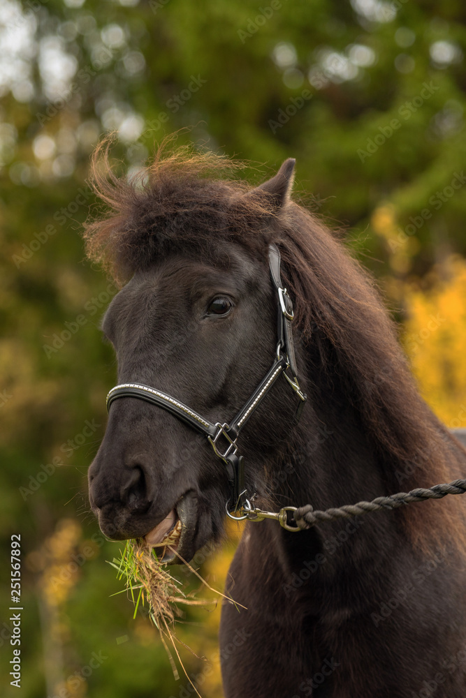 Head portrait of a black Icelandic horse with grass in its mouth Head portrait of a black Icelandic horse with grass in its mouth