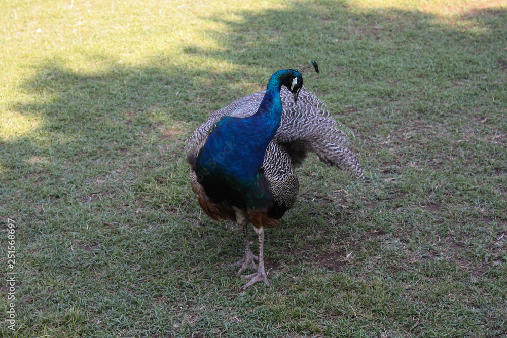 Obraz premium Colorful peacock on grass