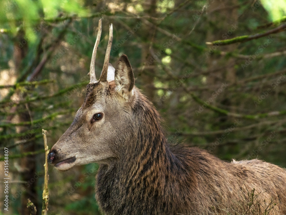 Fototapeta premium Hirsch