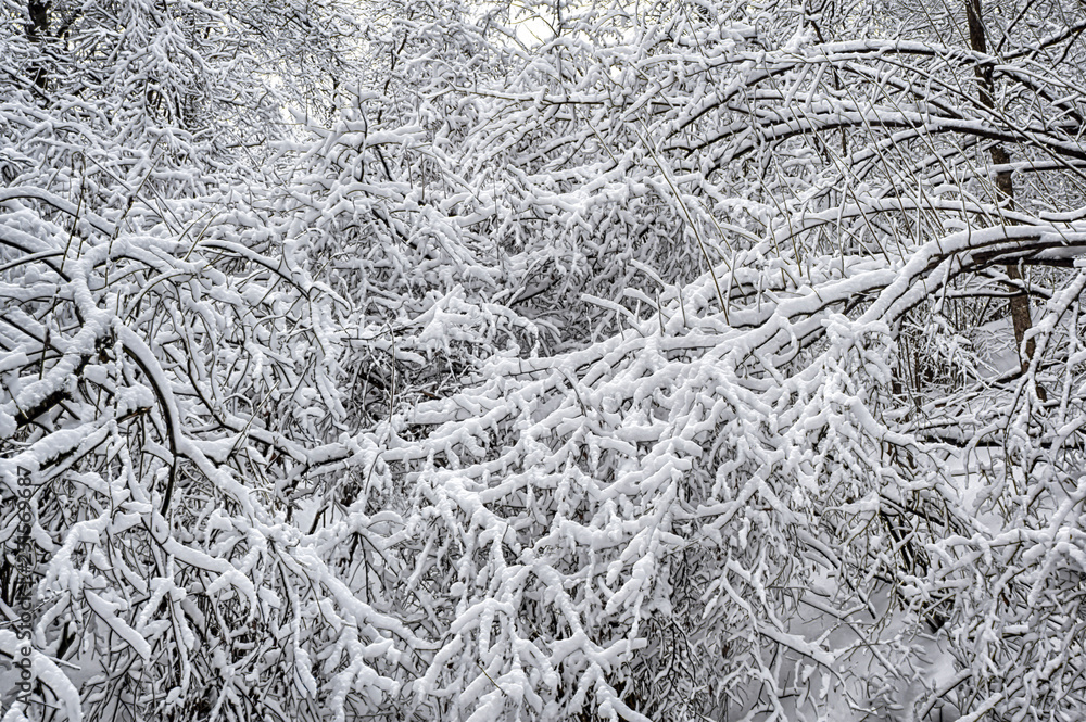 dramatic winter snow landscape forest snow on branches vignetting hdr photo dramatic winter snow landscape forest snow on branches vignetting hdr photo