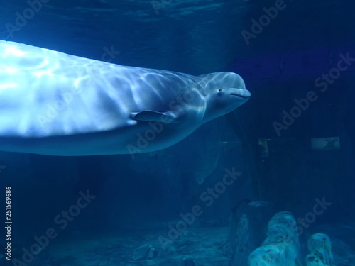 whale underwater