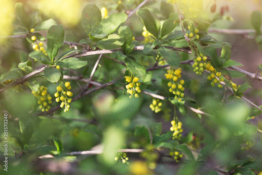 barberry blooming in spring