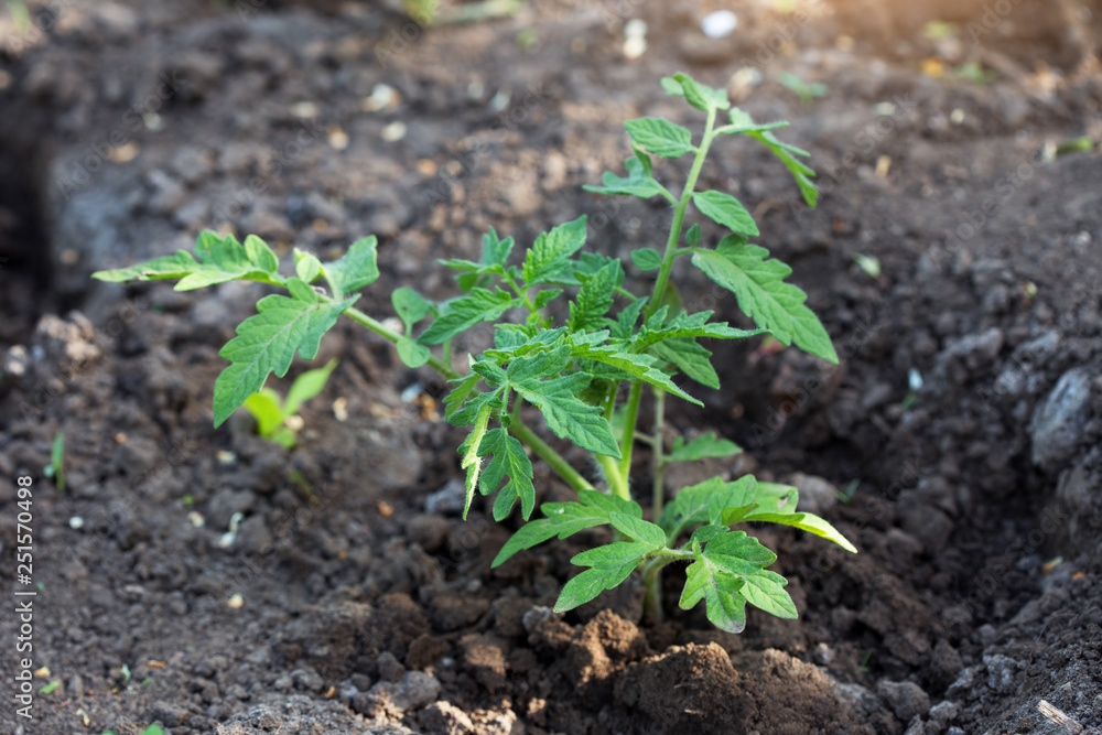 tomato seedling in a garden tomato seedling in a garden