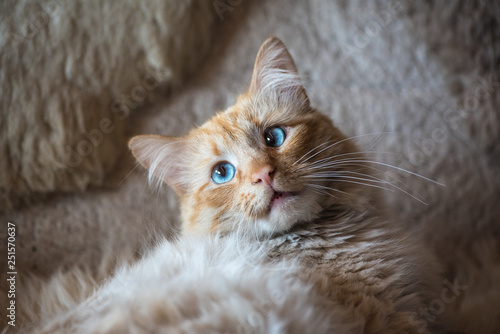 A strabismus cat with warm fall colors in soft-focus in the background.