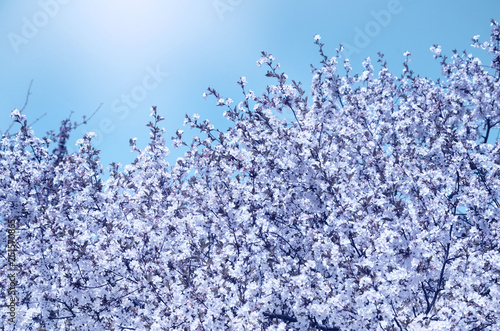 Branches of flowering cherry against the blue sky.