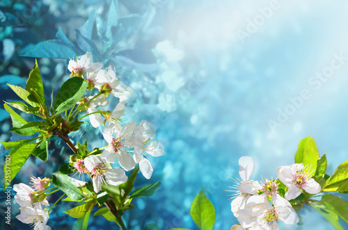 Blossoming cherry on blue sky background.
