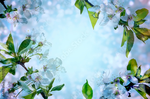 Cherry blossoms over blue background.