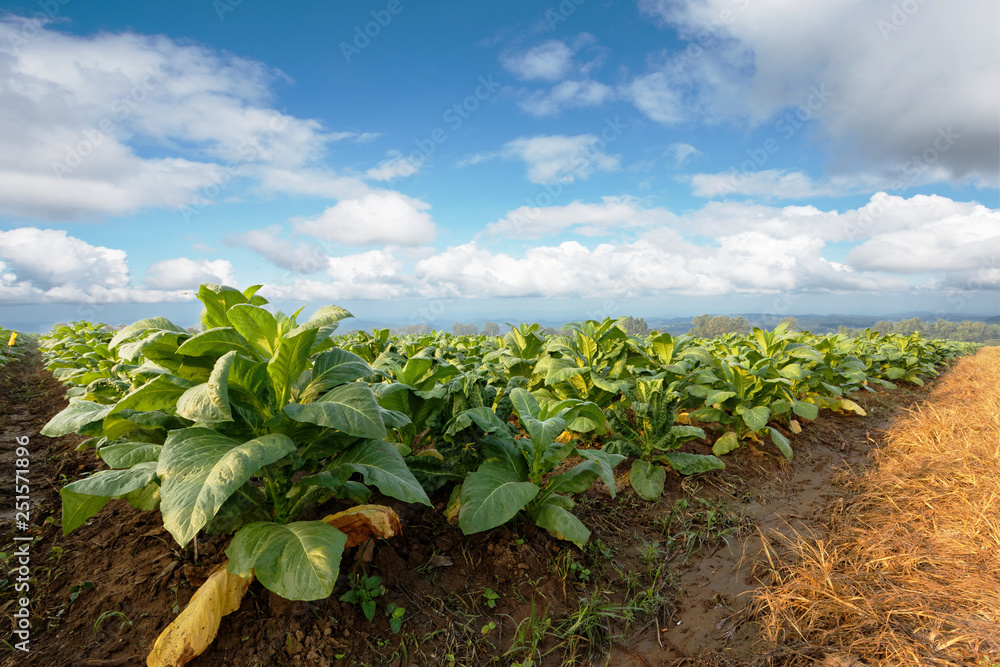 Tobacco plantation in farmland green and growing for made cigar and cigarette.