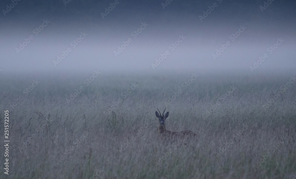 Animal on the field