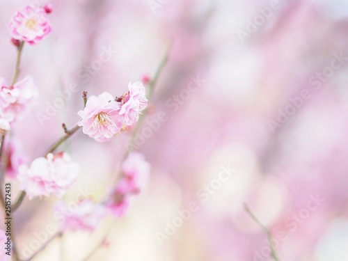 八重咲きの梅 © amethyst