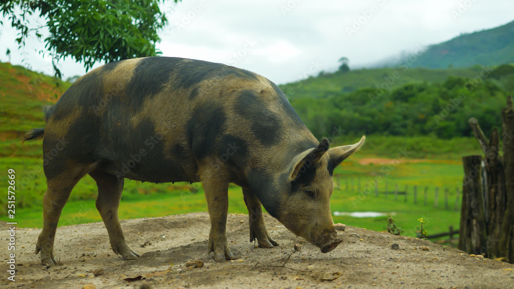 Farm animals at dawn of the day, Painted Pig Farm animals at dawn of the day, Painted Pig