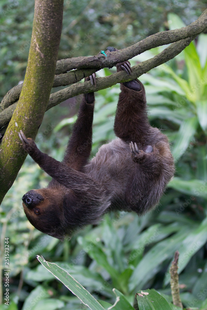 Fototapeta premium Closeup portrait of brown furry sloth with yellow eyes and a bright nose looking upside down.