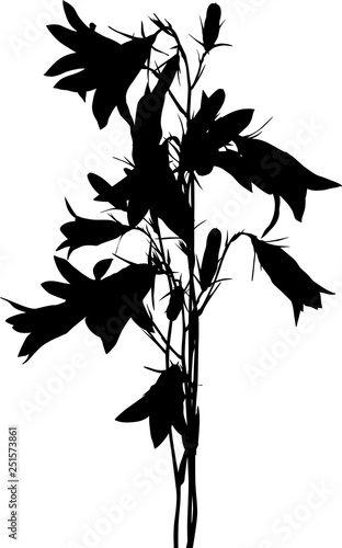 three black campanula flowers bunch on white