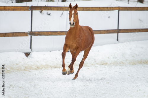 Domestic red horse running in the snow paddock in winter