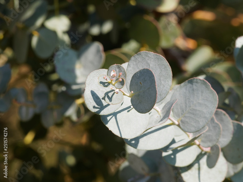 Feuillage bleu argenté de l'eucaplyptus à feuilles rondes ou gommier cide juvénile (Eucalyptus gundal) photo