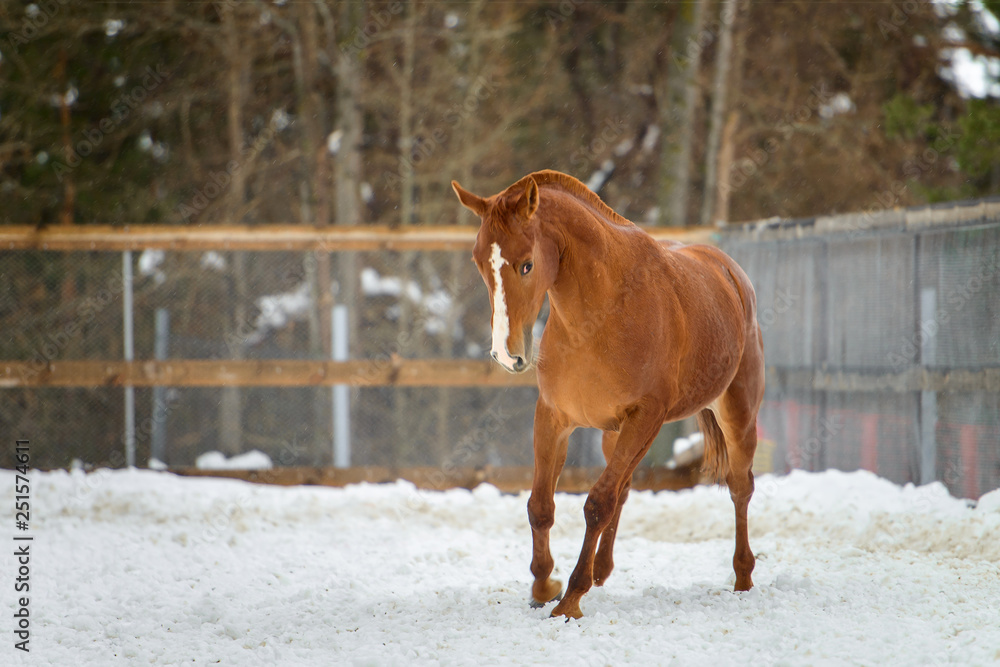 Domestic red horse running in the snow paddock in winter Domestic red horse running in the snow paddock in winter