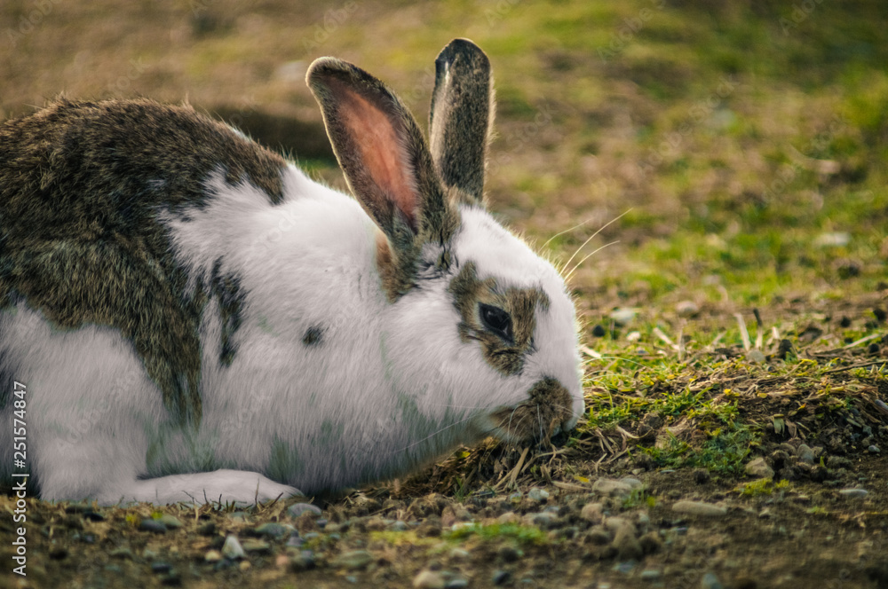 rabbit in the park rabbit in the park