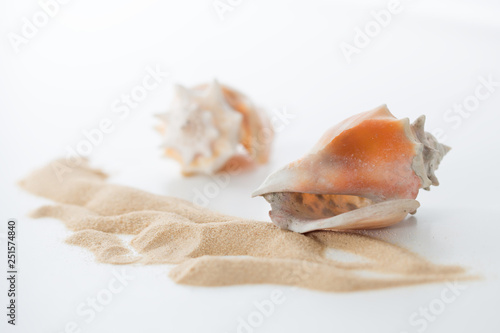 Two shells of the Florida fighting conch, Strombus alatus and sand pattern