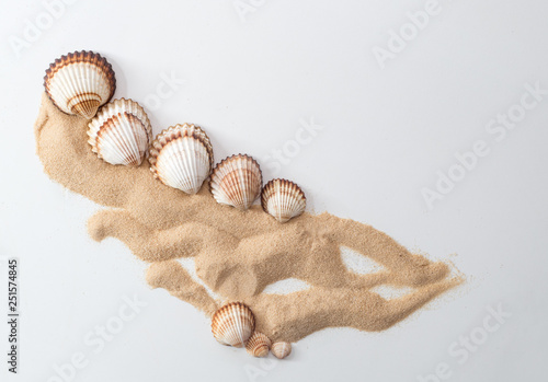 Top view of common cockle, cerastoderma edule and sand photo