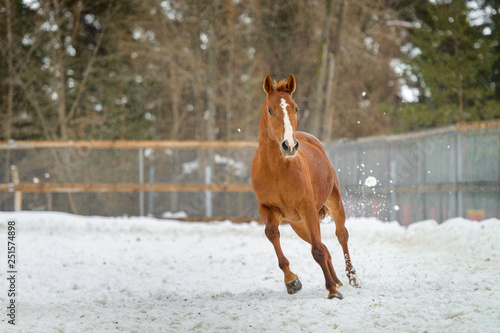 Domestic red horse running in the snow paddock in winter © sheikoevgeniya