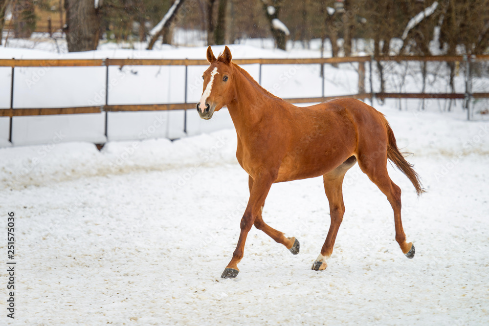 Domestic red horse running in the snow paddock in winter Domestic red horse running in the snow paddock in winter