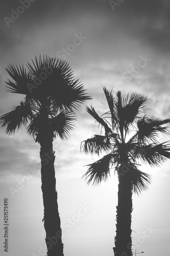 palm tree and sky