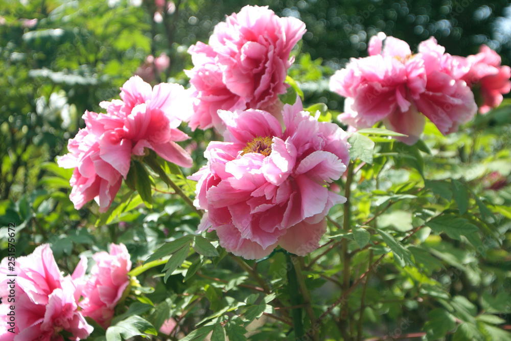 pink peony flowers in the garden pink peony flowers in the garden