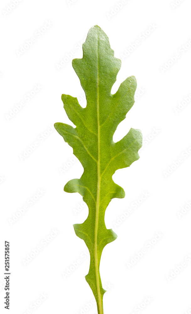arugula isolated arugula isolated