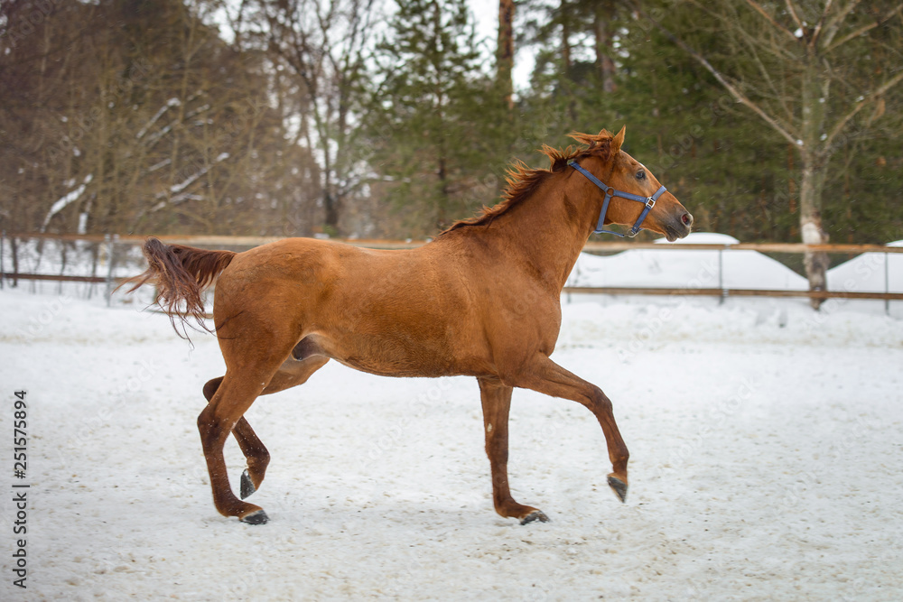 Domestic red horses running and playing in the snow paddock in winter Domestic red horses running and playing in the snow paddock in winter