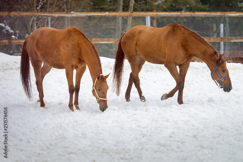 Domestic red horses walking in the snow paddock in winter
